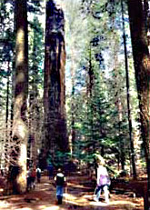 Big Trees Park